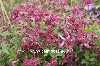  Clematis ROSALYN